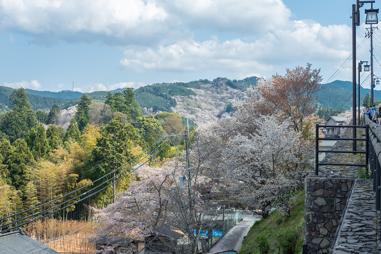 吉野山的千本樱