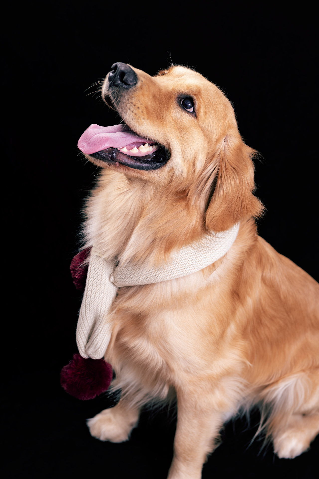 金毛棚拍,宠物摄影_eajuins-站酷zcool