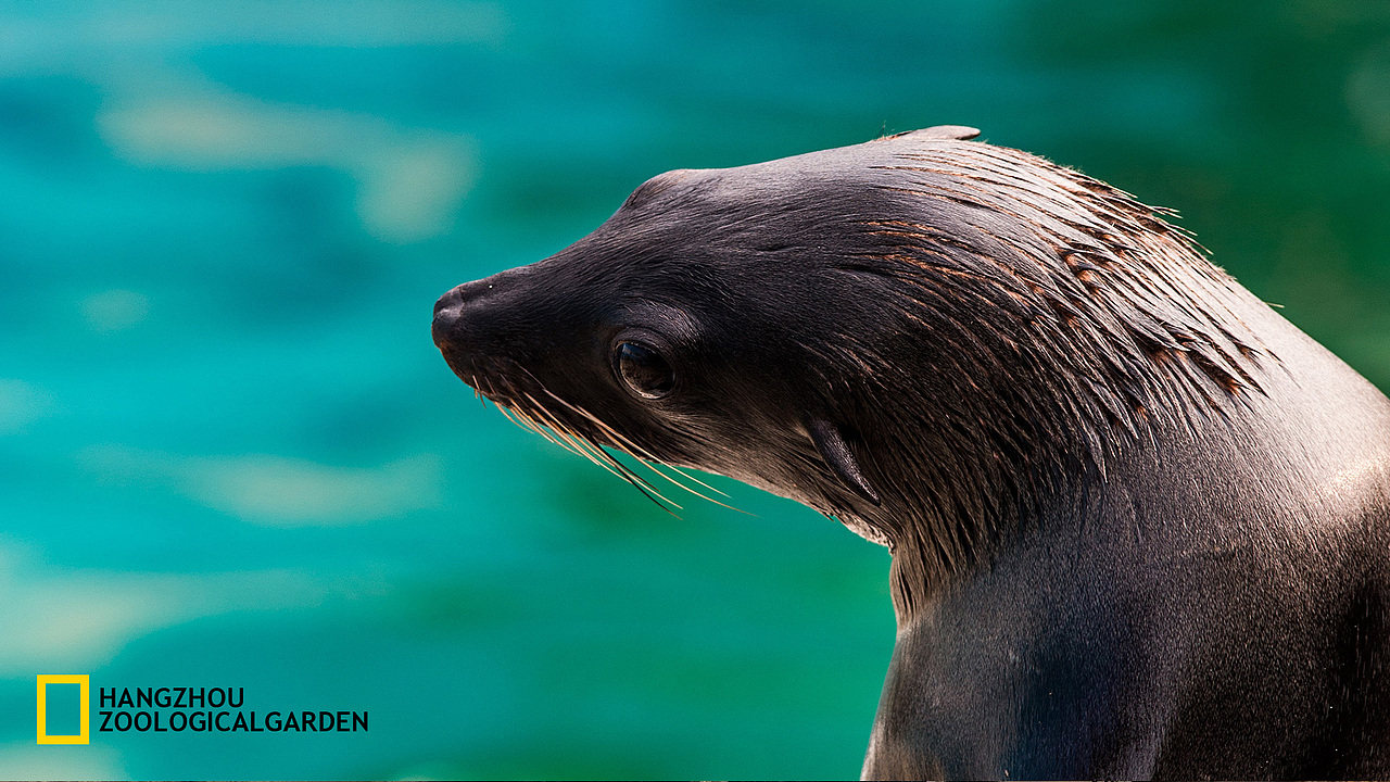 冬日野兽派 —— 杭州动物园侧写