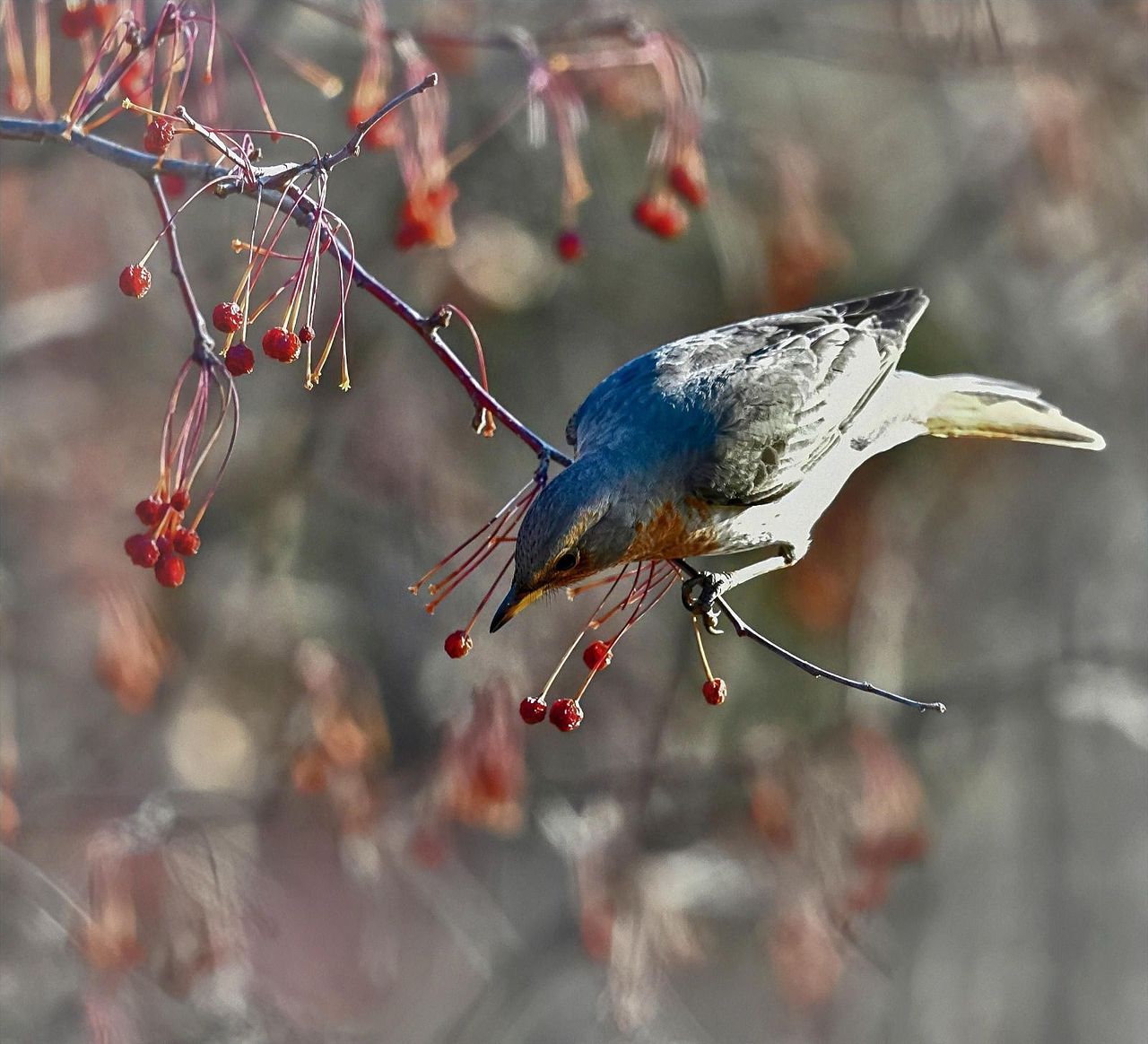 噢（图ZMzIxNzMyNjgw） - 其他 - 站酷设计师Z932335070原创素材 - 站酷ZCOOL