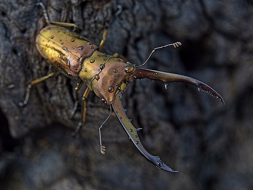 美它利佛细身赤锹甲——2019人工培育