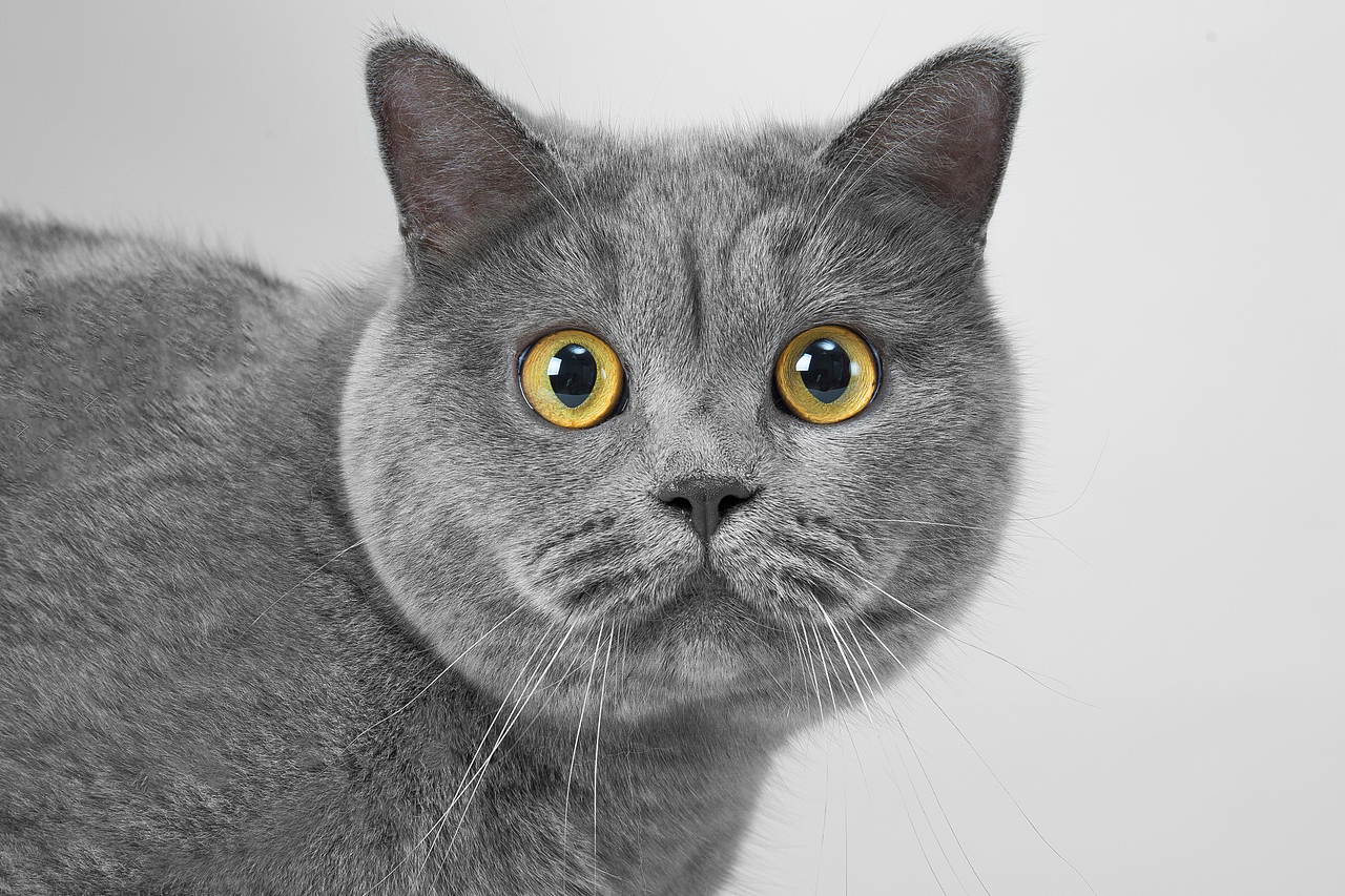 猫（图ZMjQ5NzEwMDUy） - 宠物摄影 - 站酷设计师自由摄影师浩浩哦原创素材 - 站酷ZCOOL