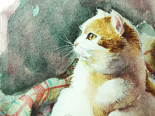 水彩-习作-猫-乱七八糟