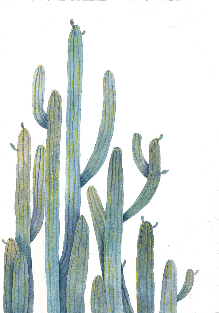 仙人掌|插画|插画习作|阿芽y - 原创作品 - 站酷 (zcool)