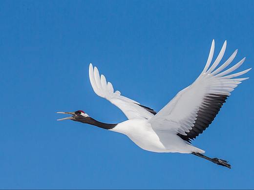 丹顶鹤文创回形针（个人主页-ZNDE5Mzg1OTI=） - 生活用品 - 站酷设计师薛定饱原创素材 - 站酷ZCOOL