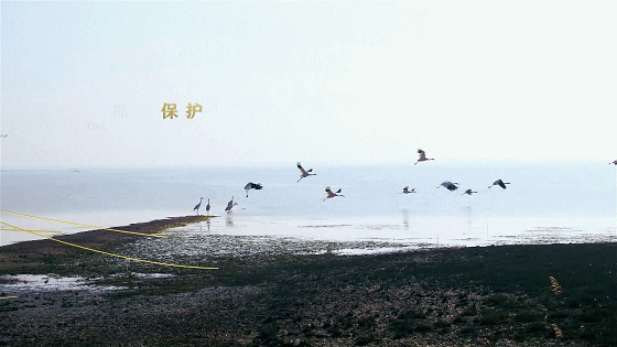春天来啦! 打包上传2019!（图ZMjAxMDg5Mzgw） - 动画/影视 - 站酷设计师CHENsuosuo原创素材 - 站酷ZCOOL