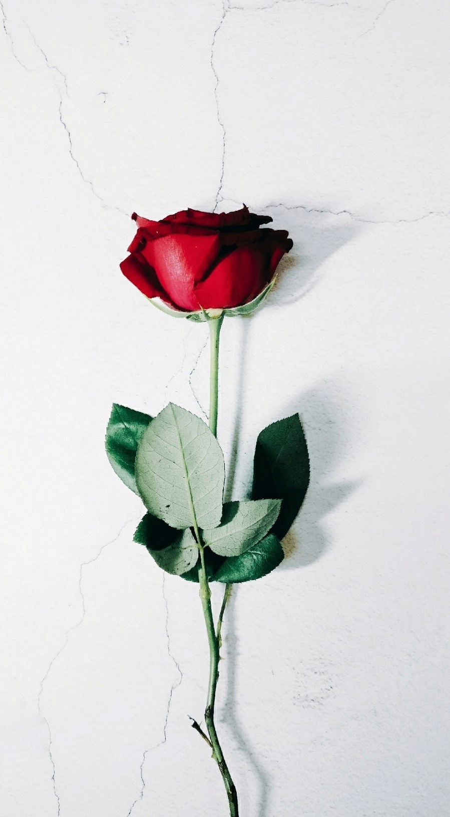 玫瑰|摄影|静物|我的小昆虫 - 原创作品 - 站酷 (zcool)