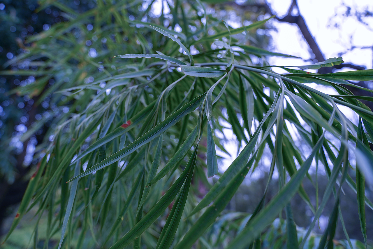 复苏（图ZMTk2OTg5OTAw） - 人像摄影 - 站酷设计师丶倒带原创素材 - 站酷ZCOOL