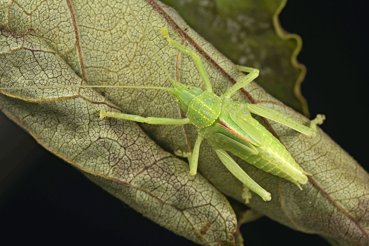 昆虫界的伪装大师拟叶翡螽