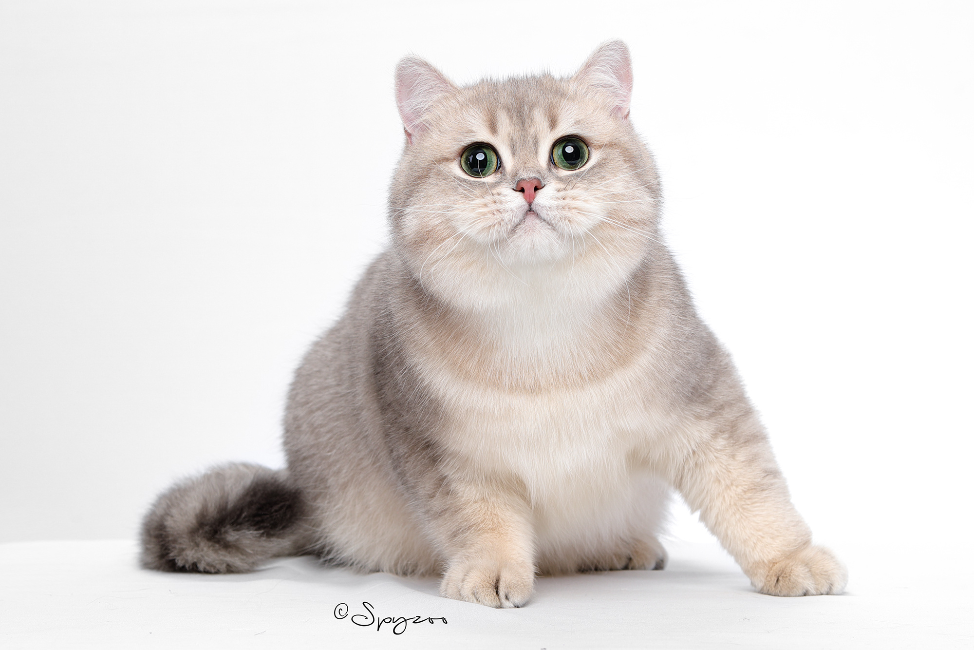 乳白色-英国短毛猫-高清照片|摄影|宠物摄影|沐米猫舍 - 原创作品 - 站酷 (ZCOOL)