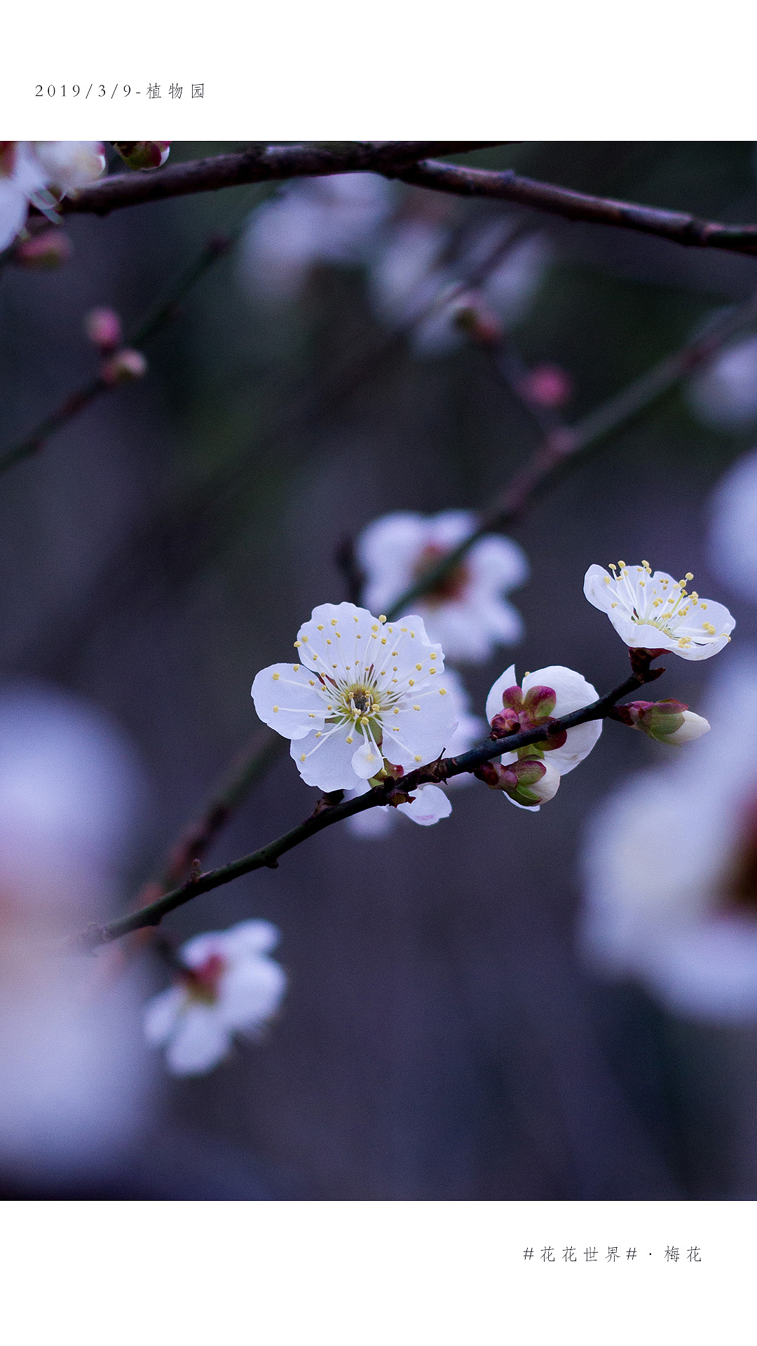 花花世界#·白梅