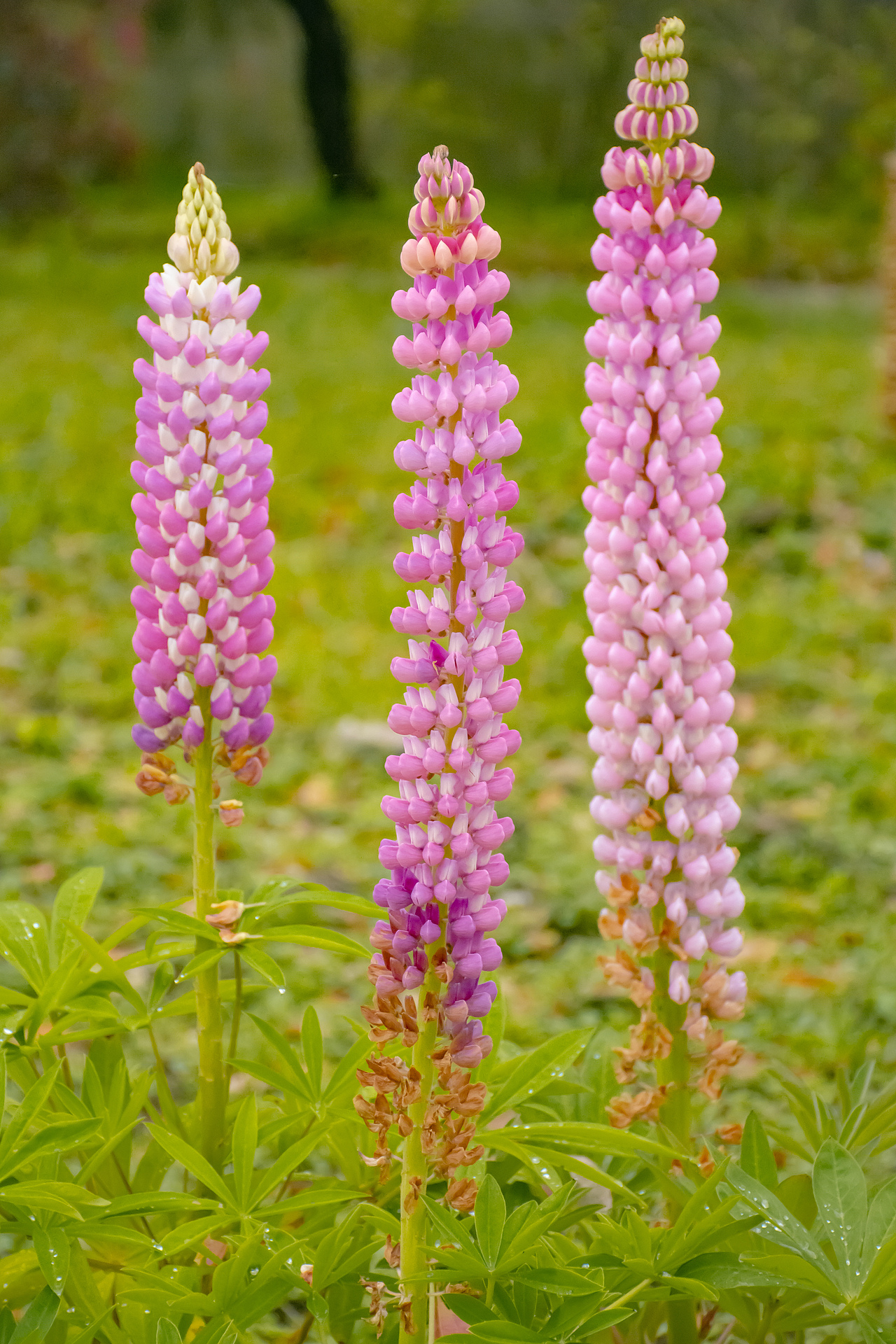 疫情下的植物园