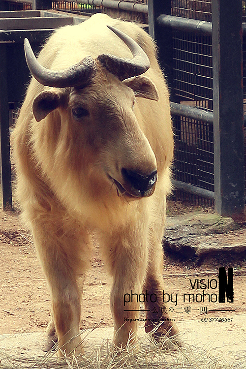 【2014游】猫眼看青岛