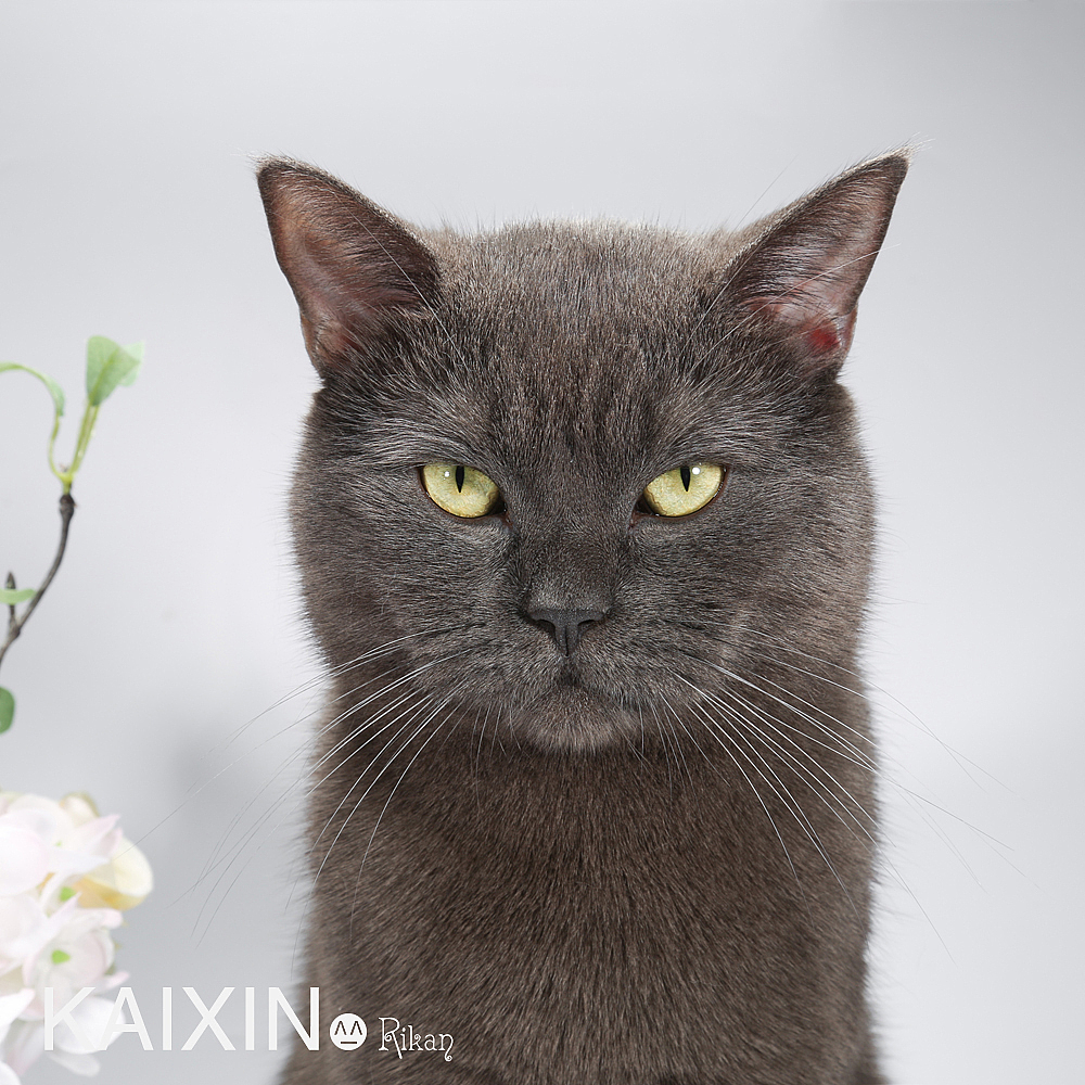 猫咪 宠物摄影 家有猫咪（图ZMTU2Njc1NDQw） - 宠物摄影 - 站酷设计师花田里的喵星人原创素材 - 站酷ZCOOL
