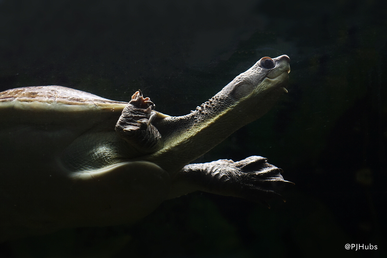 动物-龟（图ZMTcyNDUyNzIw） - 宠物摄影 - 站酷设计师PJHubs原创素材 - 站酷ZCOOL