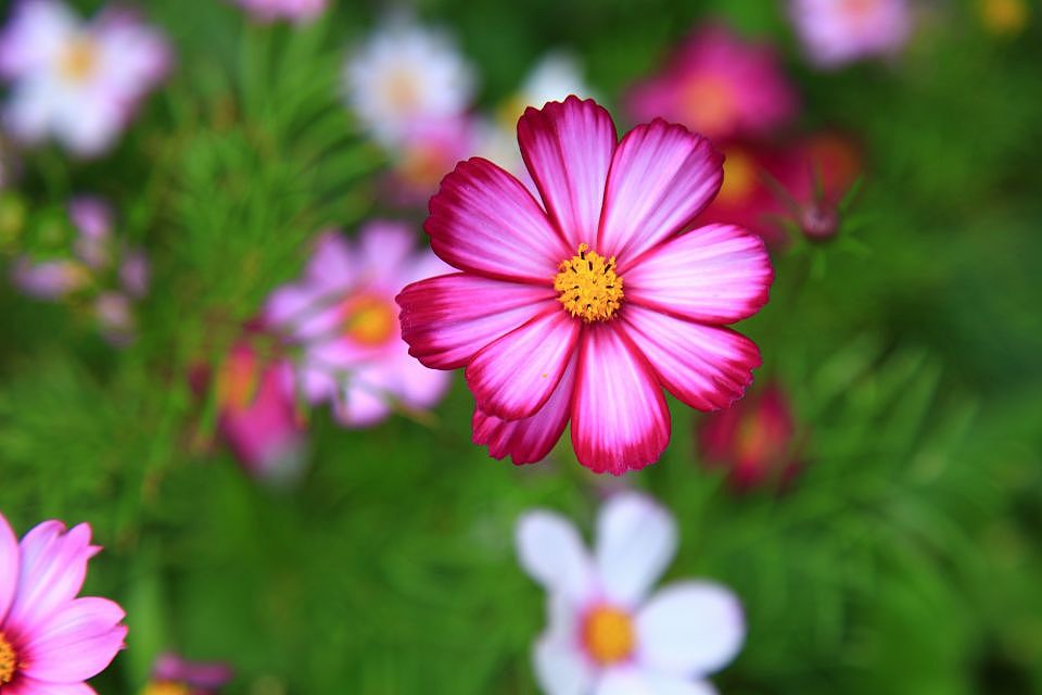 公园里最后一波花