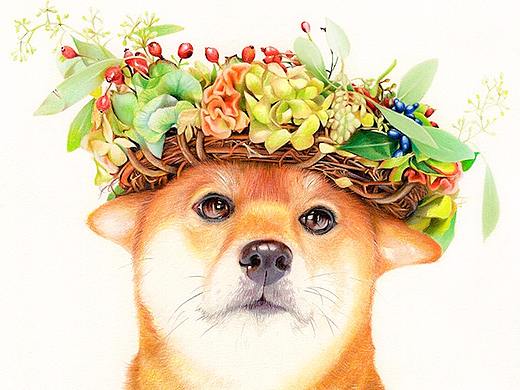 彩铅画《柴犬》