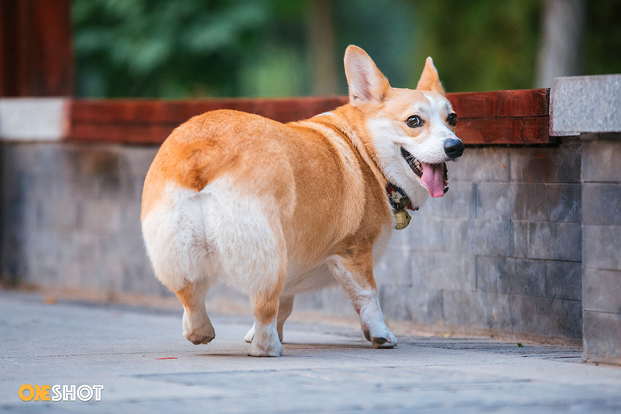宠物摄影丨一只超级恋家的柯基-米格