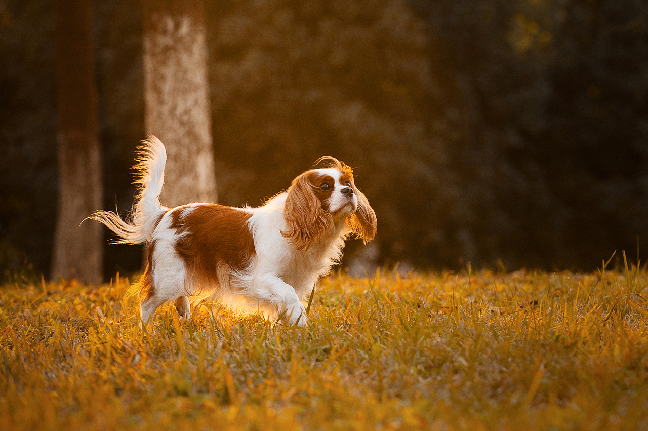 查理王小猎犬flora,应季的银杏【均木纪实宠物摄影】