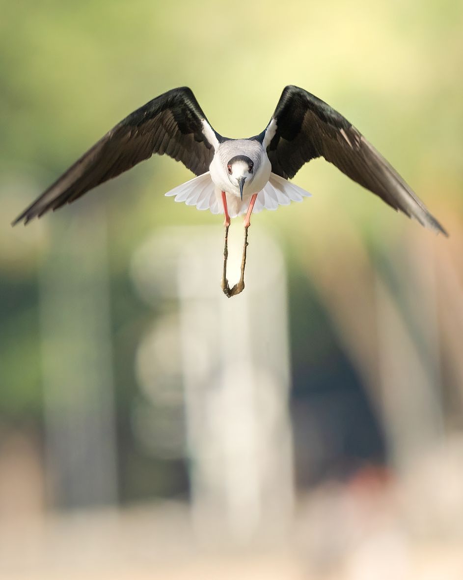 感悟自然·年度观鸟精华