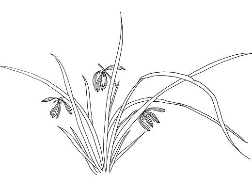 花卉白描