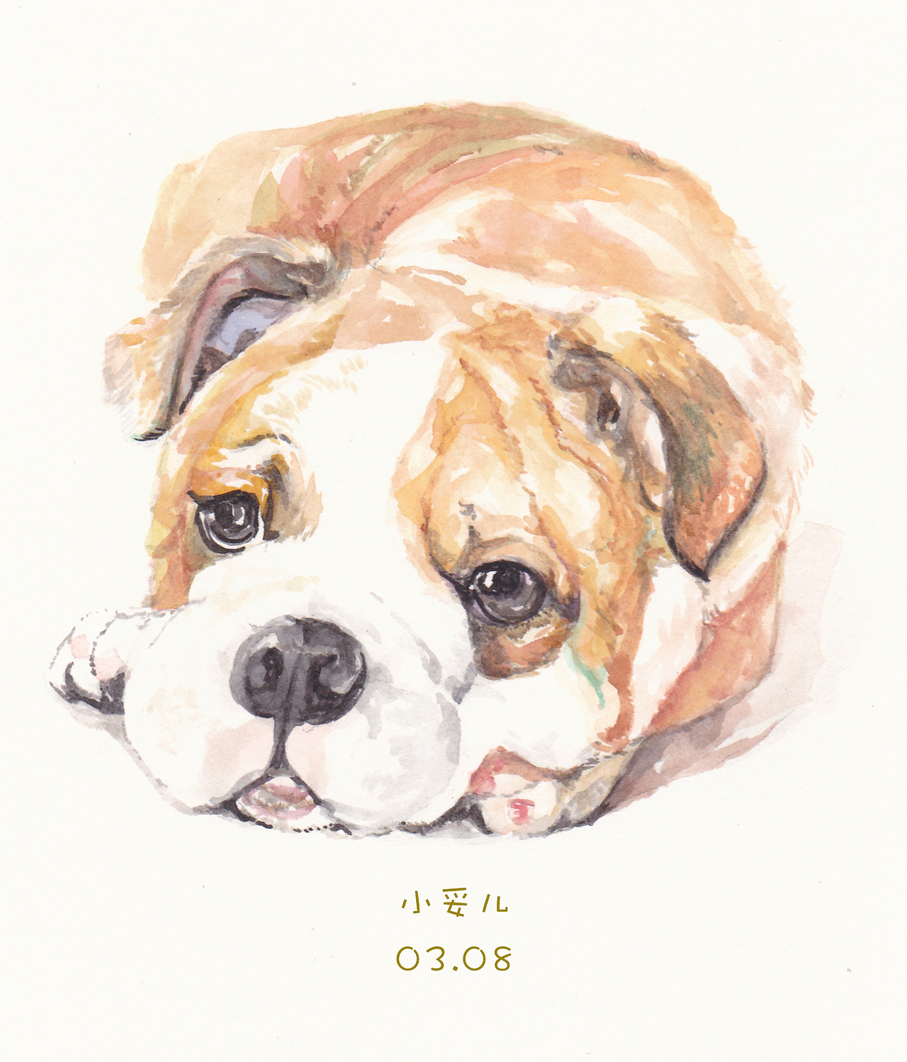 水彩动物|纯艺术|绘画|小妥儿_原创作品-站酷(zcool)