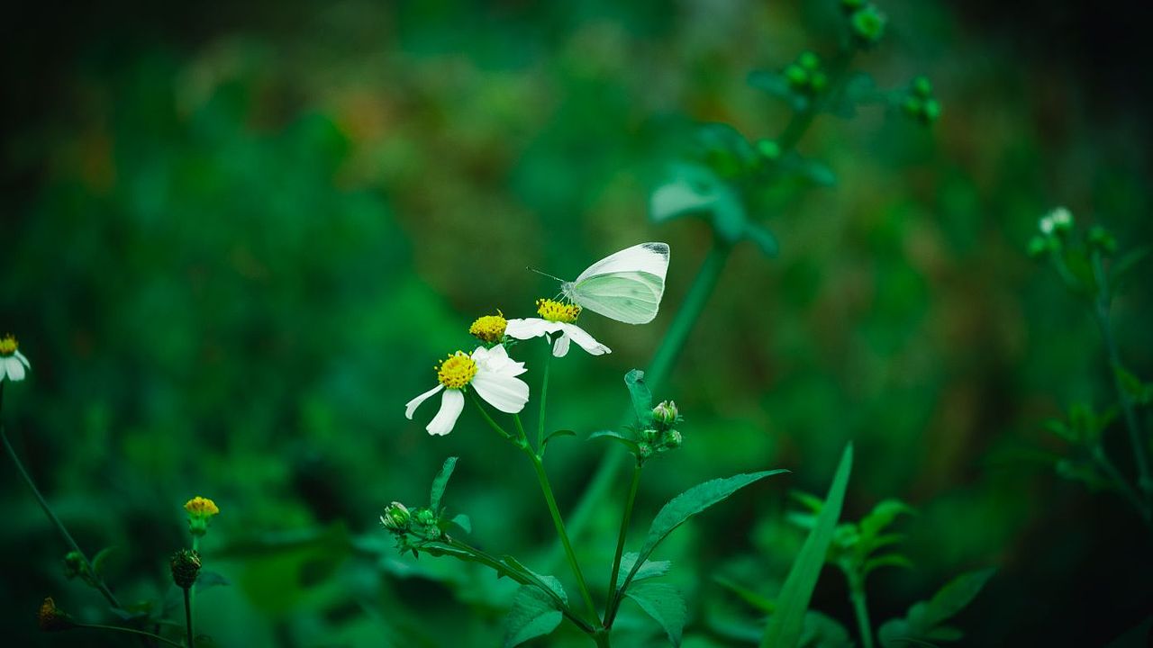 蝶恋花（图ZMzY5MTIzODgw） - 修图/后期 - 站酷设计师lqtgsp原创素材 - 站酷ZCOOL