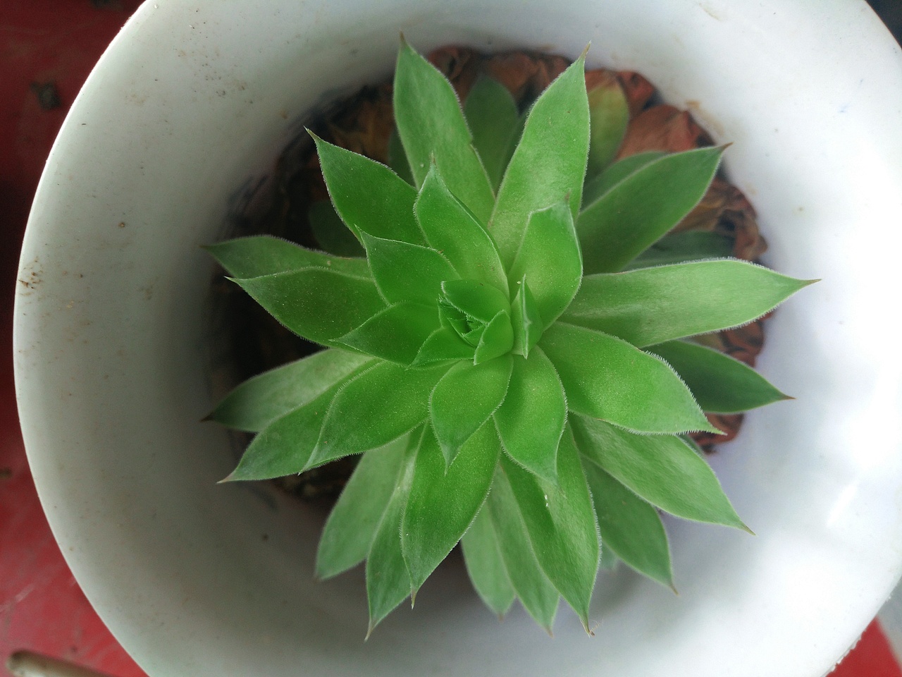 植物的秘密 似贝壳 似莲花 似绣球（图ZODgzNjAwNzY=） - 产品摄影 - 站酷设计师阿崔啊miss原创素材 - 站酷ZCOOL