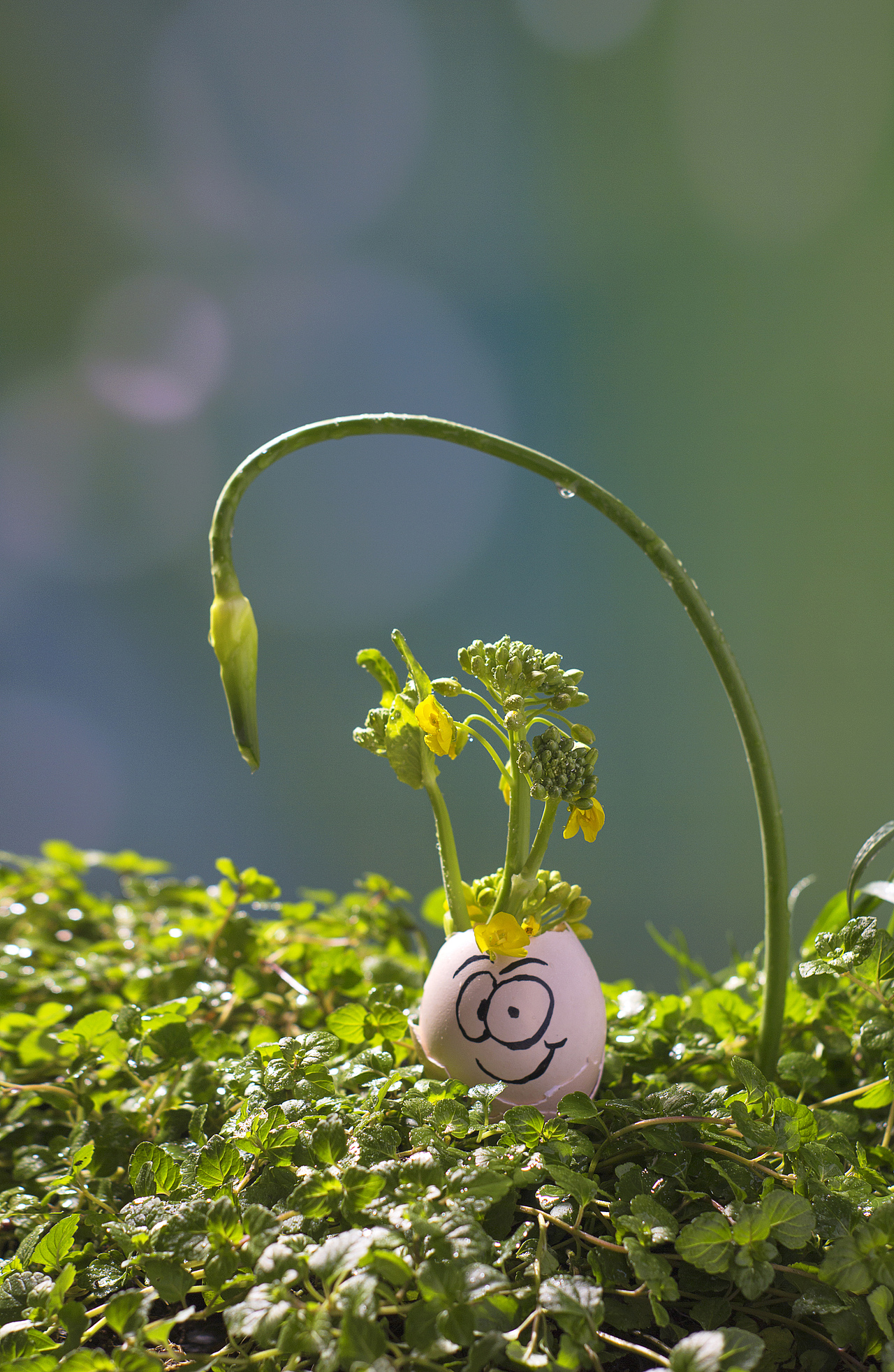 中国传统节气：惊蛰（图ZMjQ1MTM2ODQ0） - 产品摄影 - 站酷设计师凨影视觉原创素材 - 站酷ZCOOL