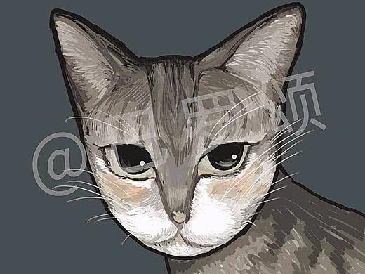 猫咪头像