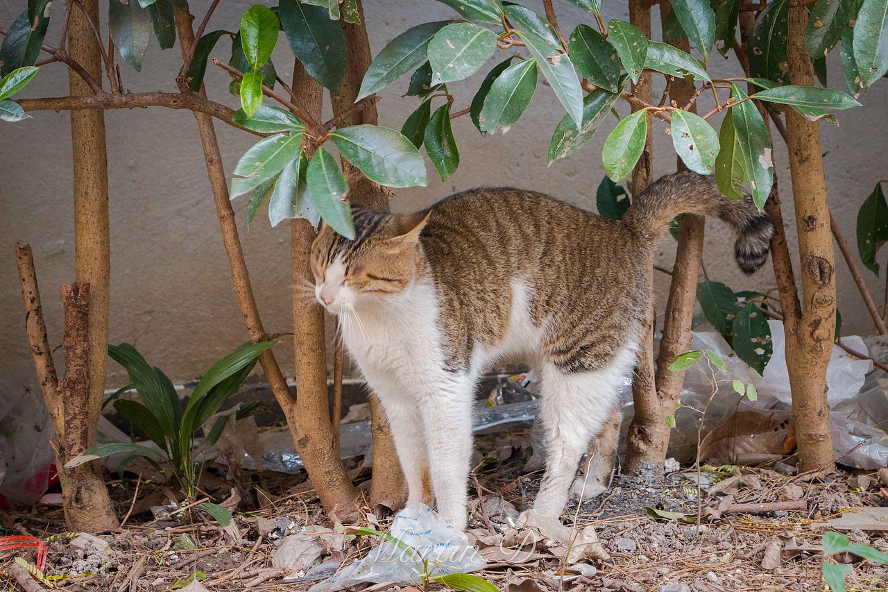 流浪猫系列之哥俩好