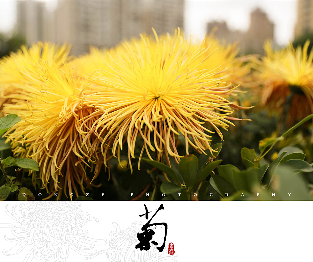 【東泽视觉】福建省第五届菊花展以及莆田市第七届盆景展