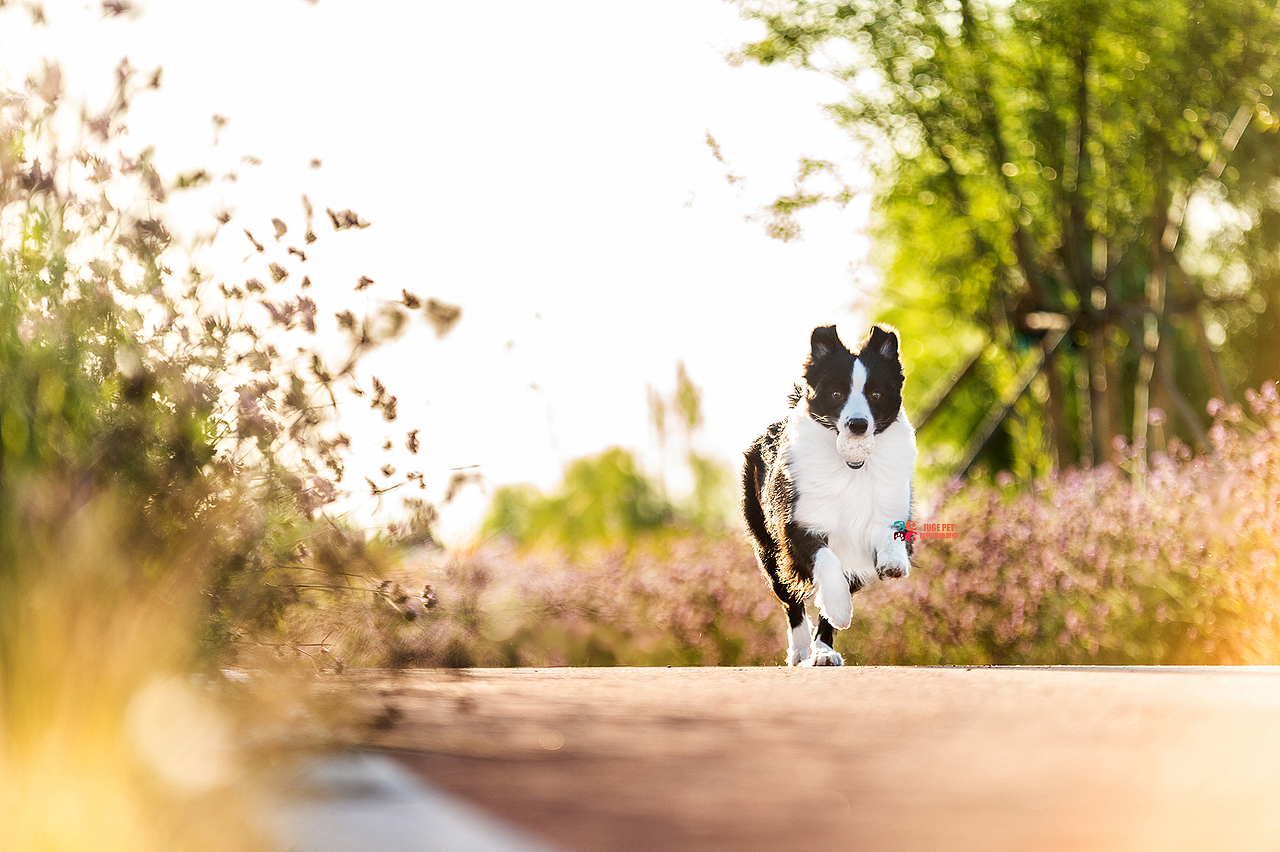 宠物摄影|和妈妈一起拍照好开心哟