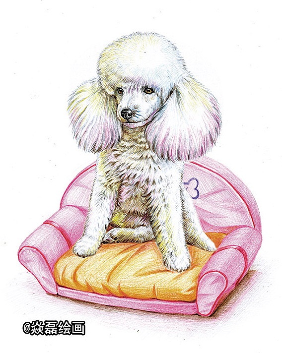 收藏 蝴蝶犬 收藏 柯基犬 收藏 史宾格 收藏 京巴 收藏 松狮 收藏