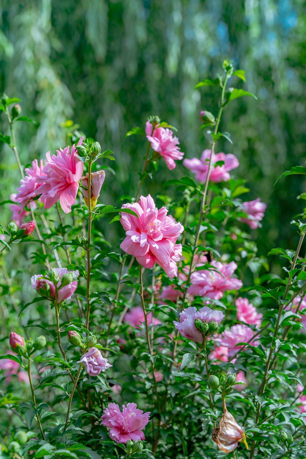 木槿花|摄影|风光摄影|诗说江南 - 原创作品 - 站酷 (zcool)