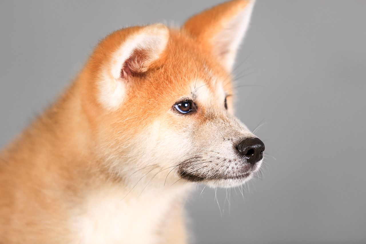 腊肠和秋田（图ZODQyNDcyNjA=） - 宠物摄影 - 站酷设计师向镜原创素材 - 站酷ZCOOL