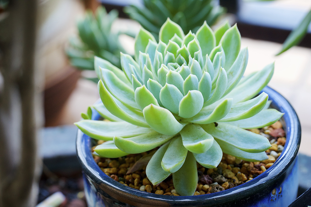 多肉|摄影|微距|摄影师乖乖神童 - 原创作品 - 站酷 (zcool)