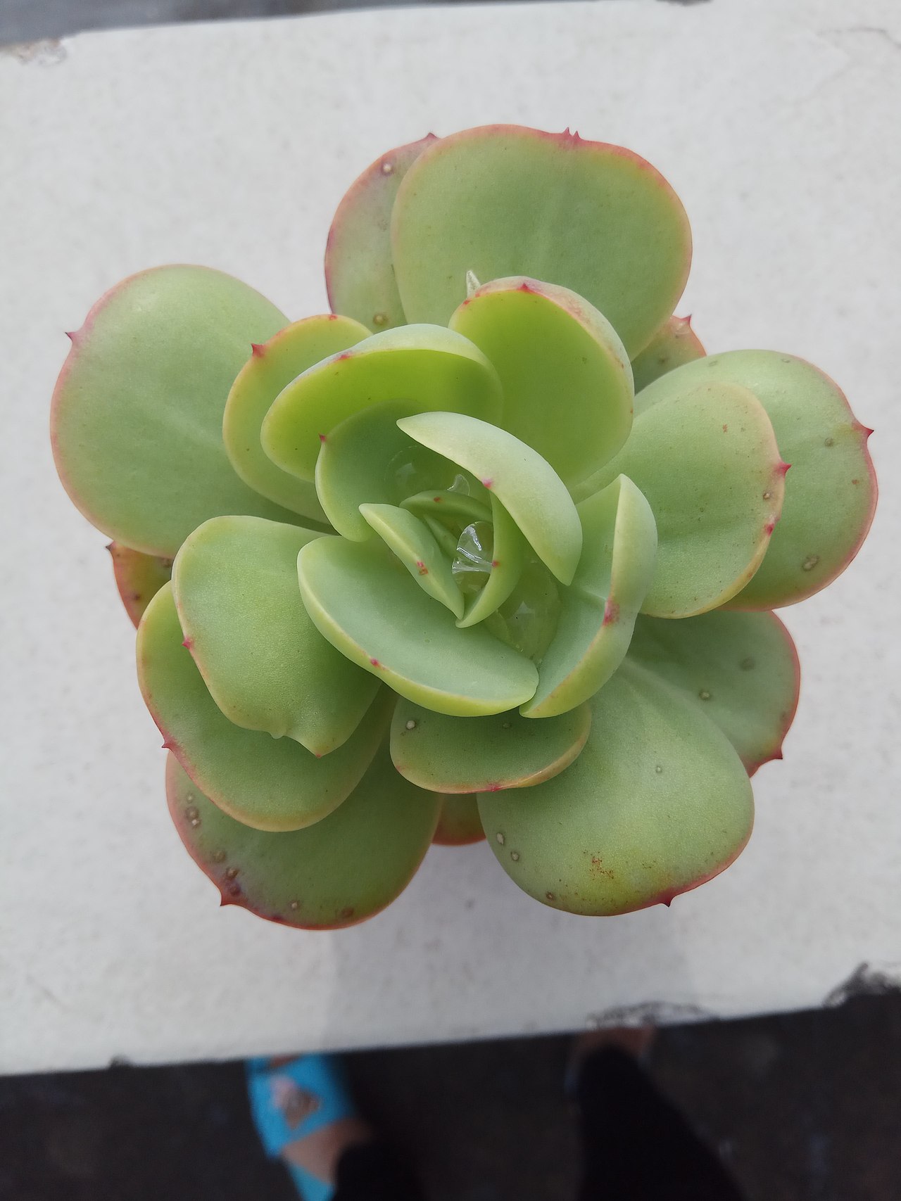 小女名: 碧桃
哎呀,左下角那个蓝色的是谁穿着拖鞋额的大脚丫子,太煞风景了啦!赶紧给我拖走