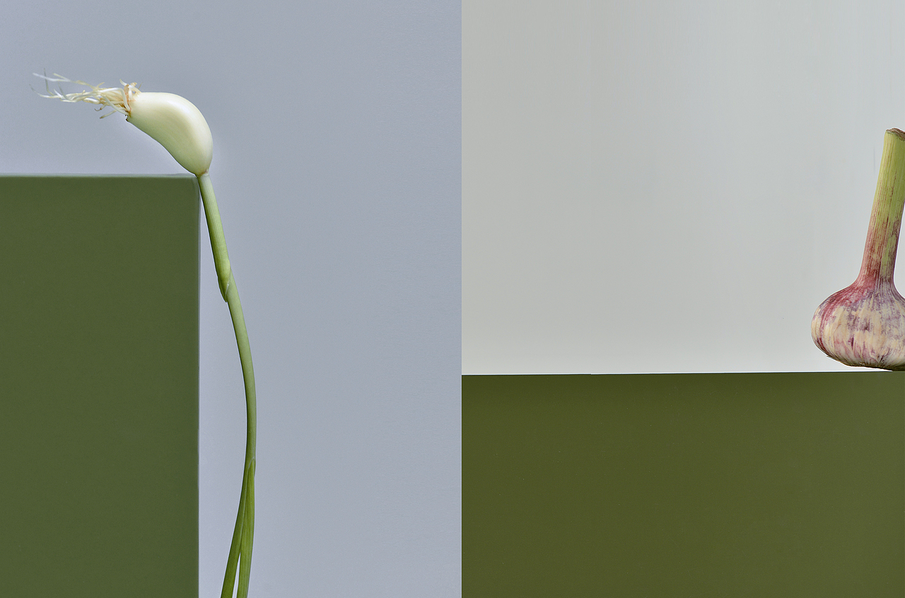 新蒜和郁金香瓜（图ZNzgxMTQ4OTY=） - 其他摄影 - 站酷设计师YUM汤汤原创素材 - 站酷ZCOOL