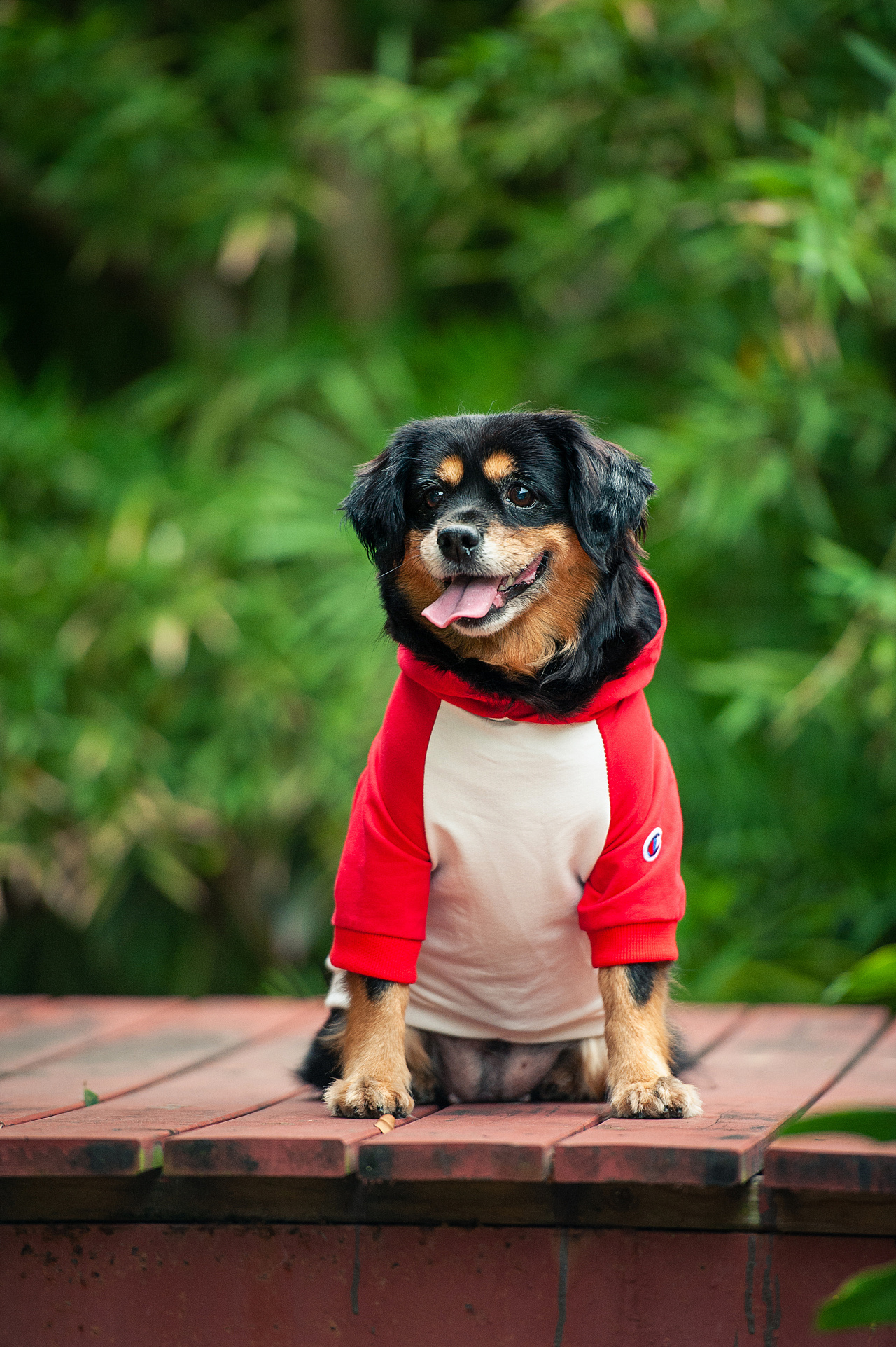 太空狗宠物摄影 串串也很好看