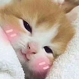 猫国小丸子的头像