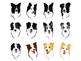 边境牧羊犬Border Collie