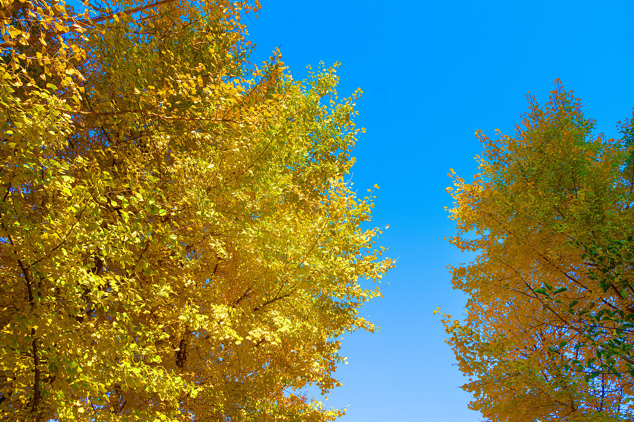 秋（图ZMjMxNDMxNjA0） - 风光摄影 - 站酷设计师山河妄入梦原创素材 - 站酷ZCOOL