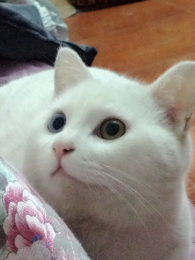 辛勤的猫奴一枚（图ZMjYxMDQxMTI=） - 其他 - 站酷设计师夏尛寞滴原创素材 - 站酷ZCOOL