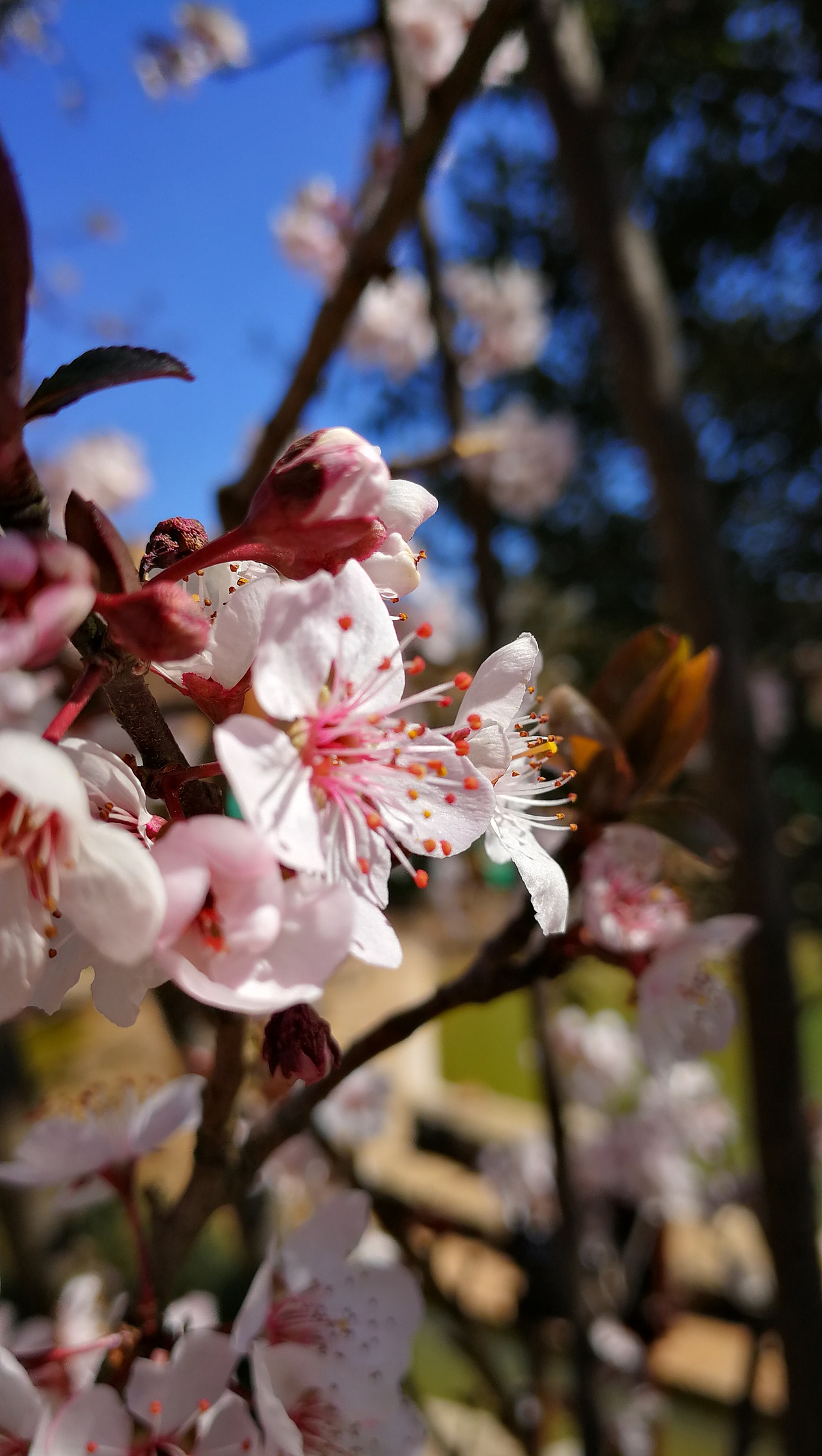 弥勒春天里百花开