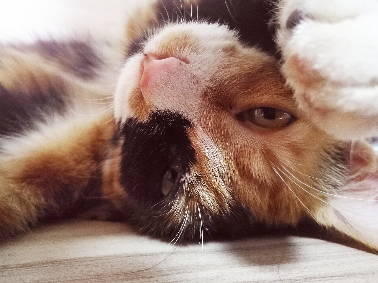 射箭系列皮具-我的武备库