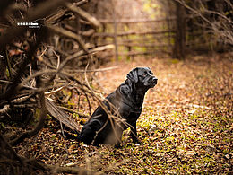 dante宠物摄影秋景拉布拉多