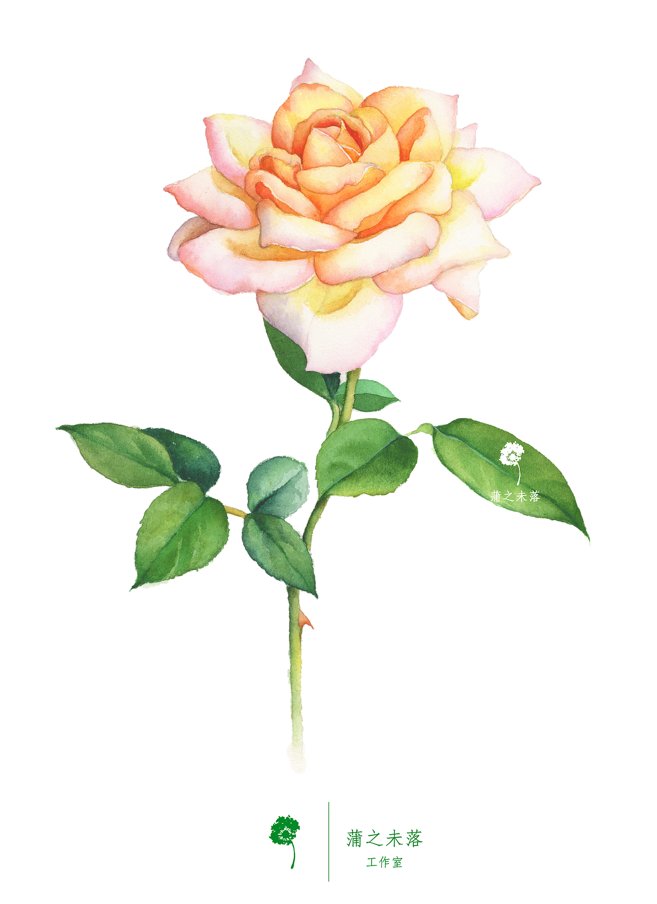 【水彩手绘】《月季》『蒲之未落水彩欣赏』