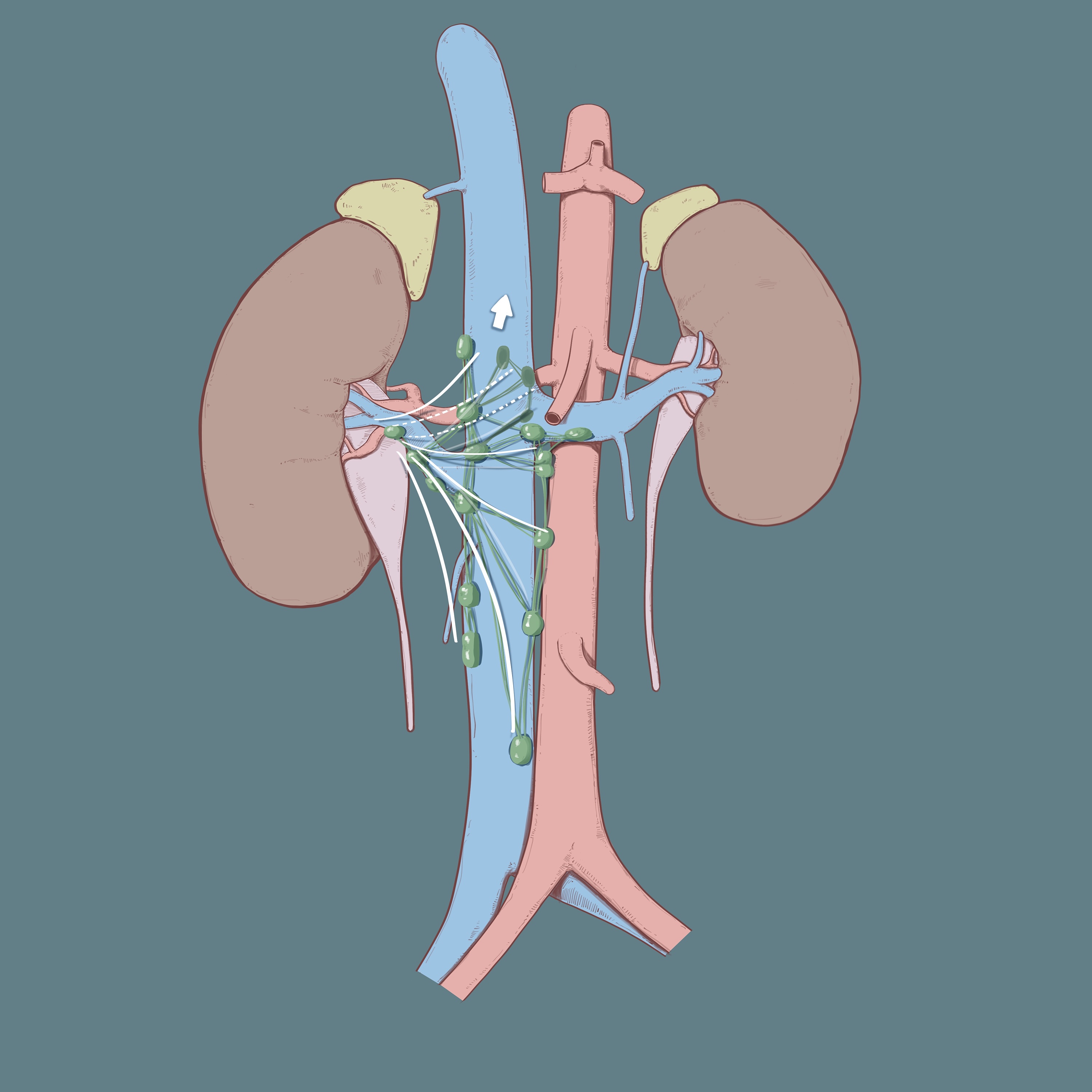 医学插画|平面|ppt/演示|cheung64 - 原创作品 - 站酷 (zcool)