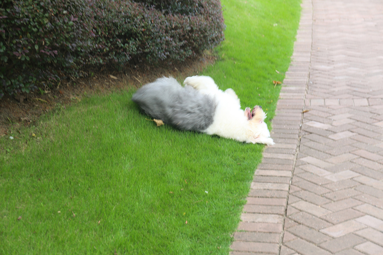 他五岁了（图ZNjUwMjM3NDA=） - 宠物摄影 - 站酷设计师芥末小E原创素材 - 站酷ZCOOL